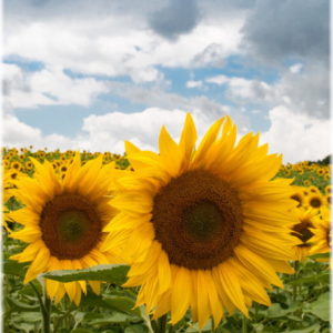 freestock sunflowers