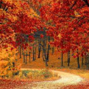 freestock - tree autumn - profile