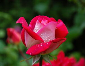 flower rose - freestock2
