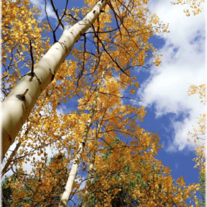 freestock tree sky - profile