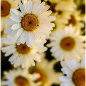 freestock - daisy white
