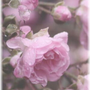 freestock - peony