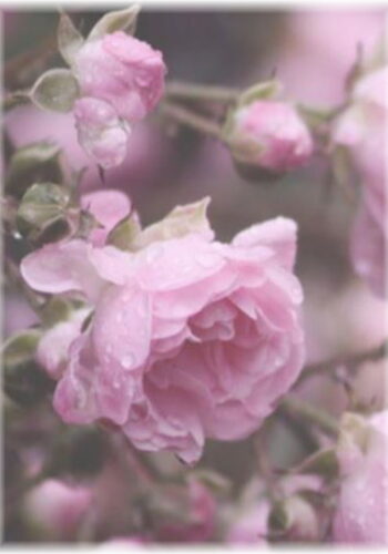 freestock - peony