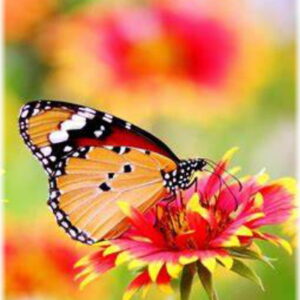 freestock - butterfly - profile