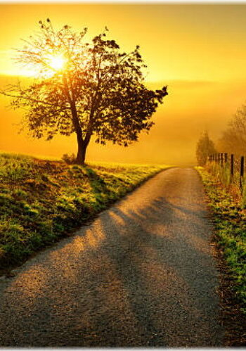 Idyllic rural landscape on a hill with a tree on a meadow at sunrise, a path leads into the warm gold light